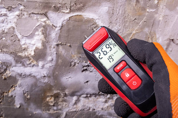 Best DIY Mold Remediation Support Services in Silsbee, TX