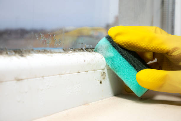 Best DIY Mold Remediation Support Services in Silsbee, TX