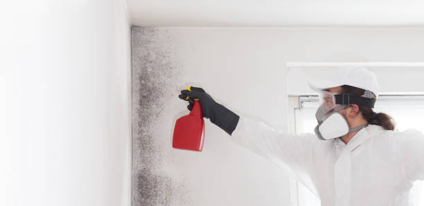 Best Industrial Mold Remediation in Silsbee, TX