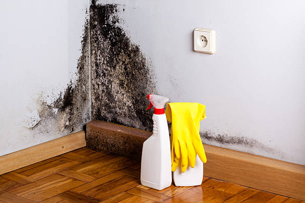 Best Residential Mold Remediation in Silsbee, TX
