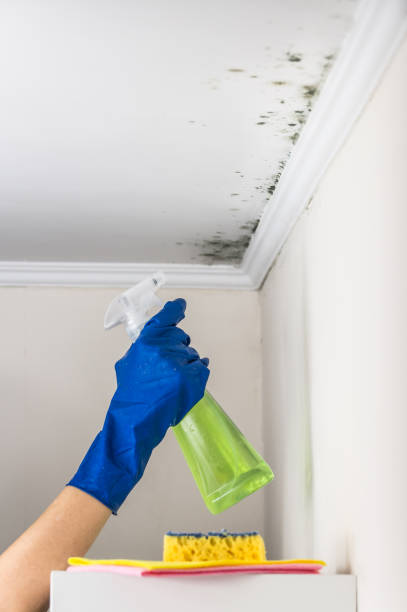 Best HVAC Mold Remediation in Silsbee, TX